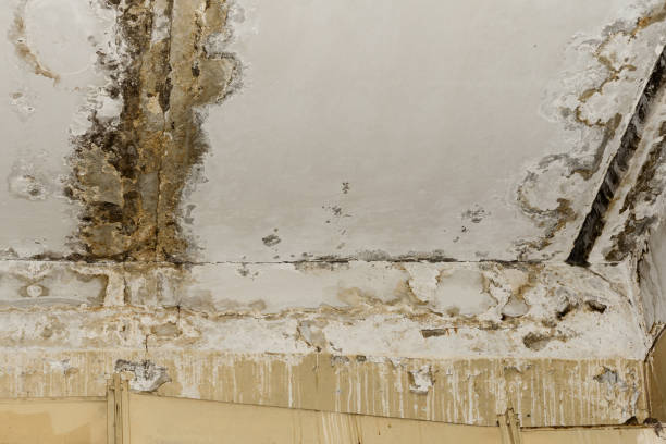 Professional Mold Remediation in Millbrae, CA