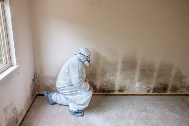 Best Basement Mold Removal  in Millbrae, CA